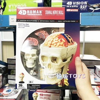 4D MASTER Umane Auzi cu Creierul Model Detașabil 39Parts 26053 DIY Instrument de Predare Învățământ Echipamente Anatomice Model